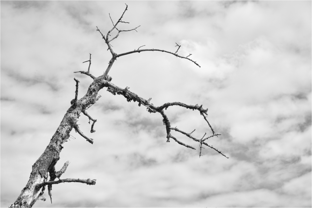 Skeleton of Time