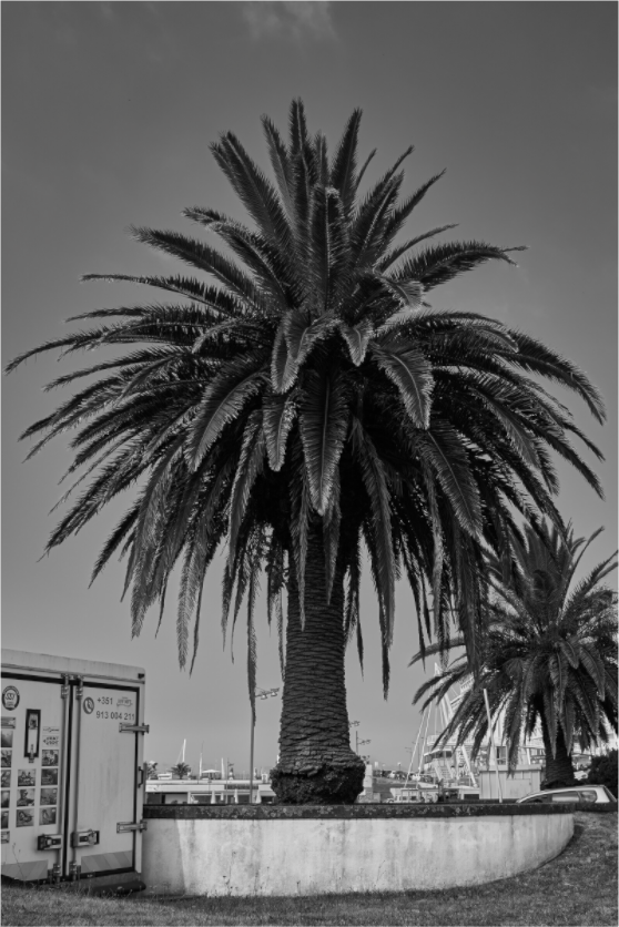 Tropic Crown