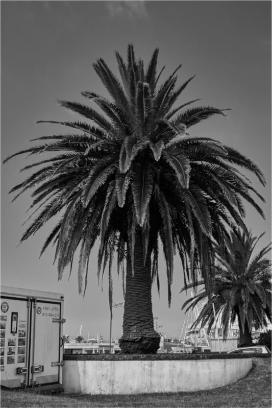 Tropic Crown