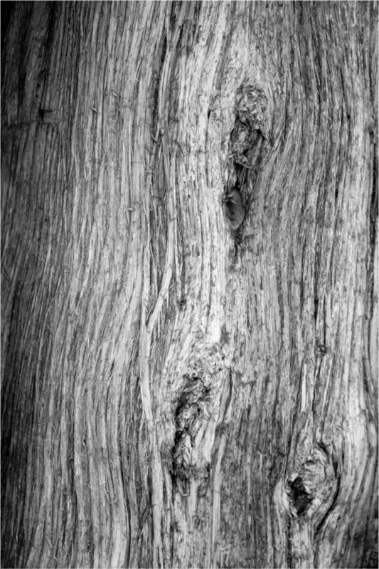 Natural Script