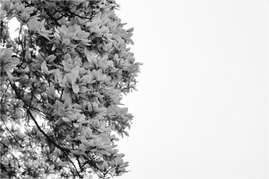 Blooming Magnolia