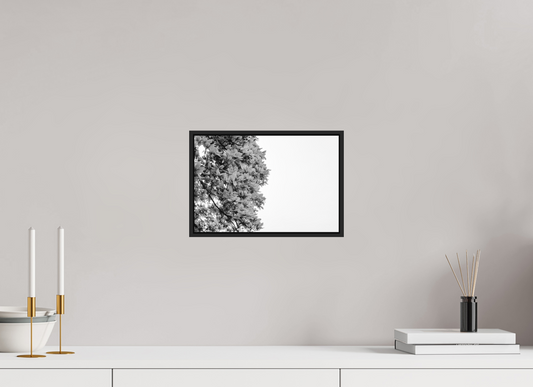 Blooming Magnolia